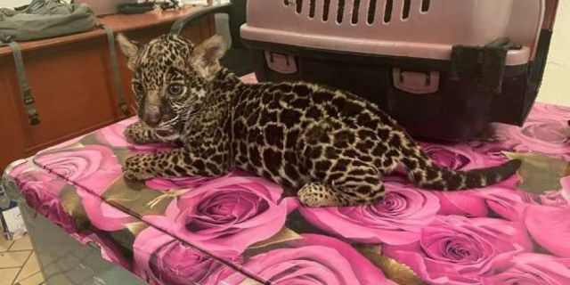 Asegura Profepa cachorro de jaguar en Oaxaca